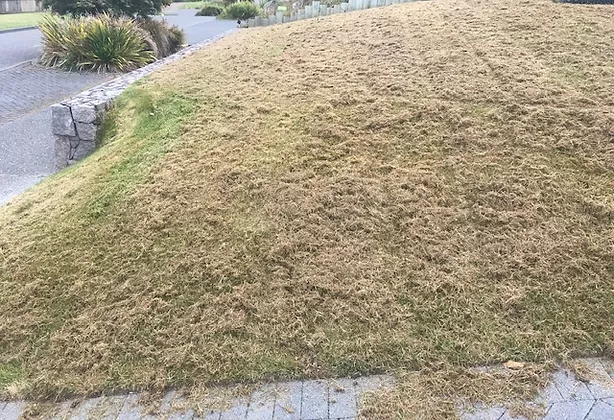 Removing thatch