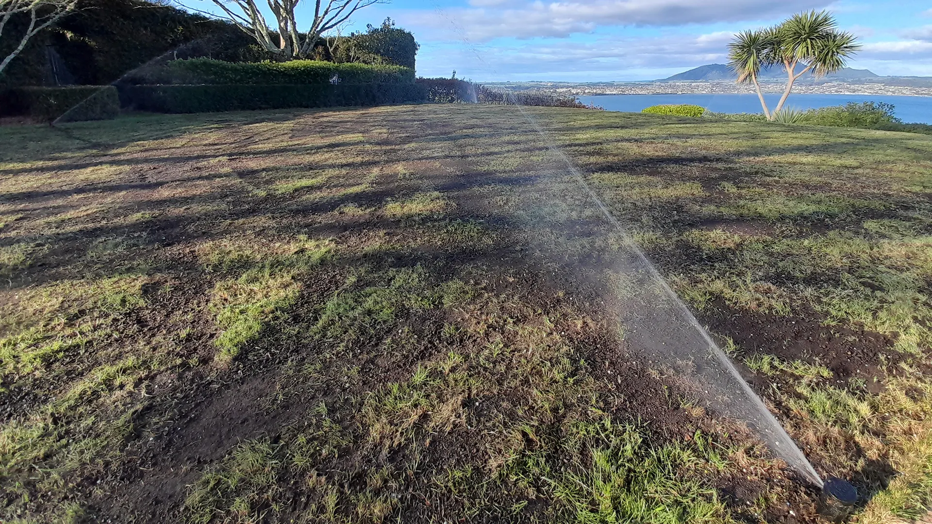 Irrigation on newly renovated lawn